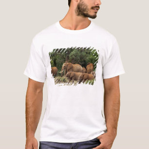 T-shirt Kenya : Parc national de Tsavo East, troupeau afri