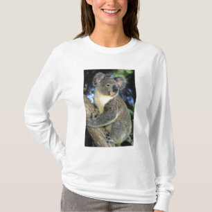 T-shirt Koala, Phascolarctos cinereus), Australie,