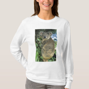 T-shirt Koala, Phascolarctos cinereus), en danger,