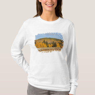 T-shirt Lambert Hollow, peupliers
