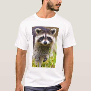 T-shirt Le raton laveur, Procyon lotor