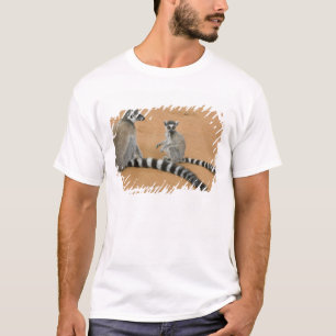 T-shirt Lémuriens à queue annelée, (Lemur catta), Berenty
