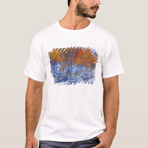 T-shirt Les arbres d'Aspen aux couleurs de l'automne, les 