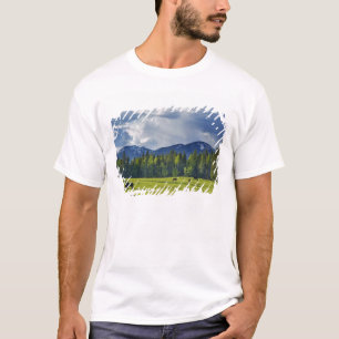 T-shirt Les chevaux paissent dans un pâturage près de Whit