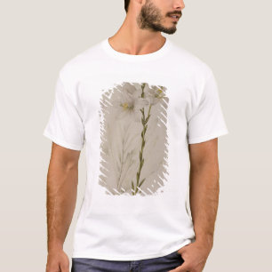 T-shirt Lilium candidum, de "Les Liliacees", 1807