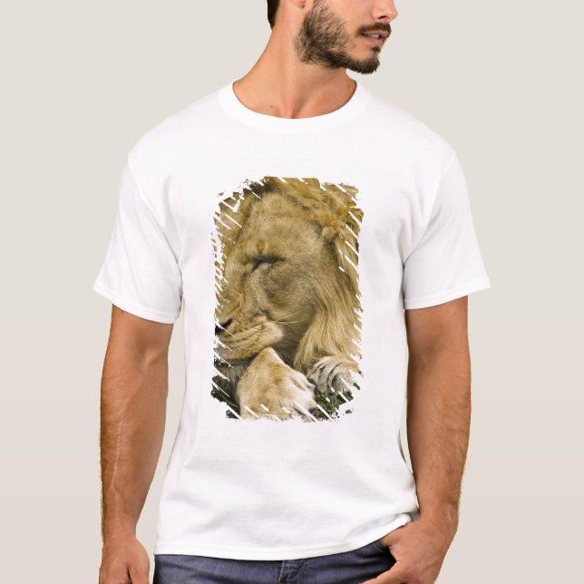 T-shirt Lion d'Afrique, Lion panthère, endormi (Devant)