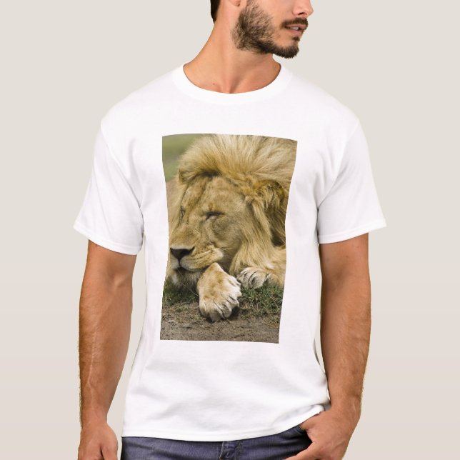 T-shirt Lion d'Afrique, Lion panthère, endormi (Devant)