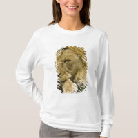 Lion d'Afrique, Panthera leo, allongé endormi