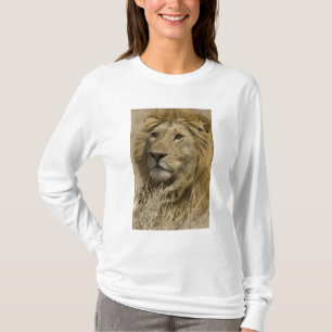T-shirt Lion d'Afrique, Panthera leo, Portrait d'un