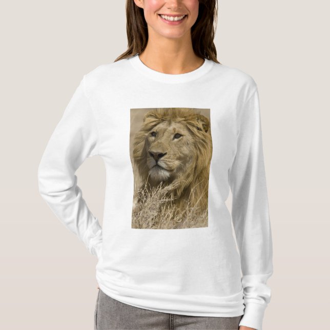 T-shirt Lion d'Afrique, Panthera leo, Portrait d'un (Devant)