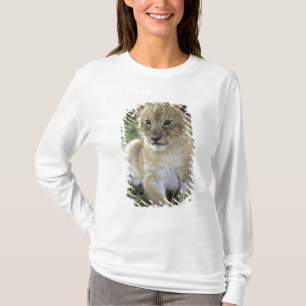 T-shirt lion d'Afrique, Panthera leo), Tanzanie,