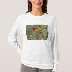 T-shirt Loriole de Baltimore