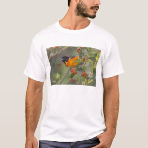 T-shirt Loriot de Baltimore
