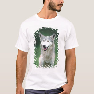 T-shirt Loup gris 2