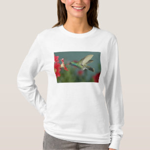 T-shirt mâle se nourrissant sur Petunia, Madera Canyon, Ar