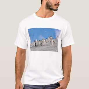 T-shirt Manchots à Collier Pygoscelis Antarctica