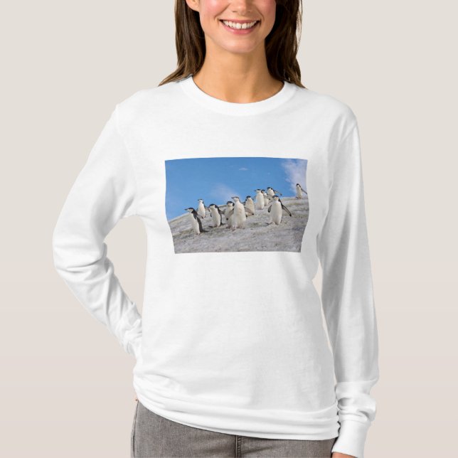 T-shirt Manchots à Collier | Pygoscelis Antarctica (Devant)