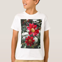 marguerite rose chaud rouge / marguerites fleurs