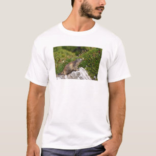 T-shirt Marmotte alpine sur roche