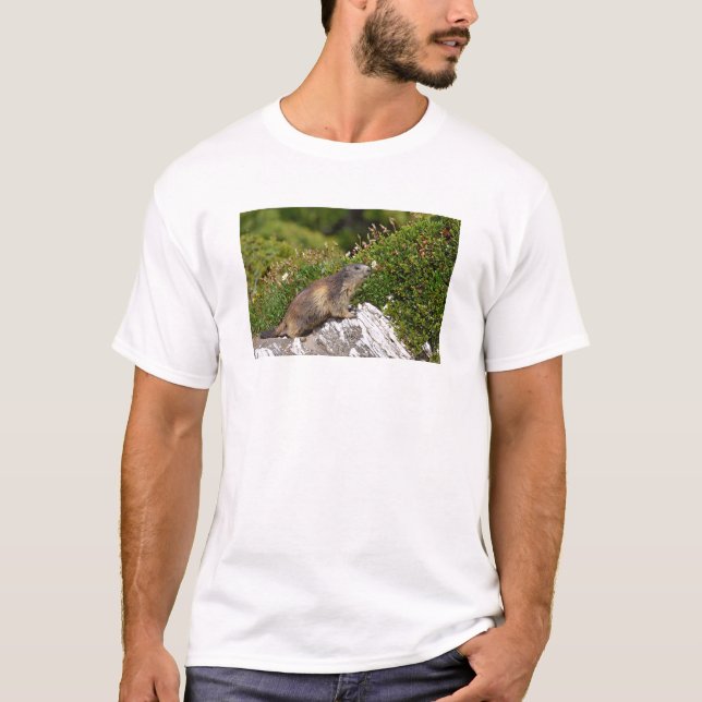 T-shirt Marmotte alpine sur roche (Devant)