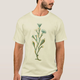 T-shirt Méduses - geniculata d'Obelia
