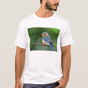 T-shirt Merlebleu azuré femelle, Sialia sialis