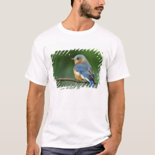 T-shirt Merlebleu de l'Est femelle, Sialia sialis