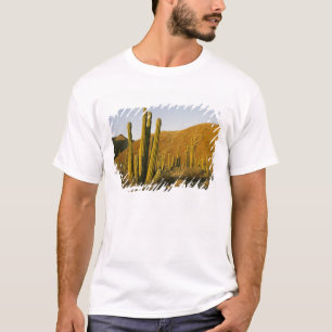 T-shirt Mexique, Baja, Père Noël, île de Catalina, mer 