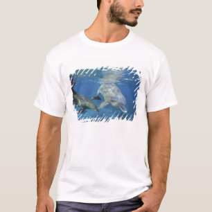 T-shirt Mexique, Cozumel. Dauphin en bouteille, Tursiops 5