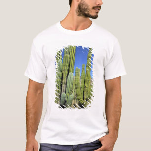 T-shirt Mexique, Sonora, San Carlos. Saguaro & Organ Pipe