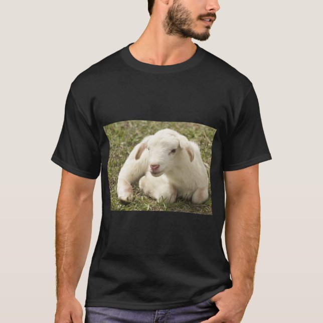 T-shirt Mignonne mouton de ferme (Devant)