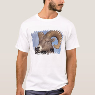 T-shirt mouflon canadien, mouflon d'Amérique, Ovis canaden