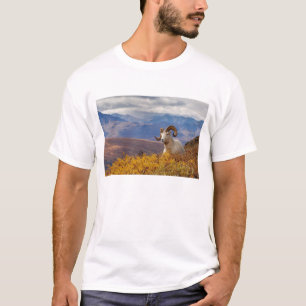 T-shirt mouflon de Dall, Ovis dalli, bélier