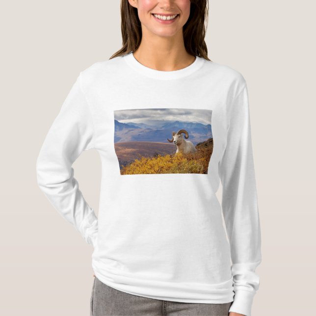 T-shirt mouflon de Dall, Ovis dalli, bélier (Devant)