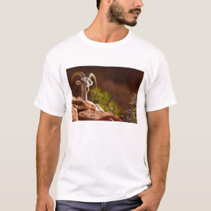 T-shirt Mouflon du désert (Ovis canadensis nelsoni).
