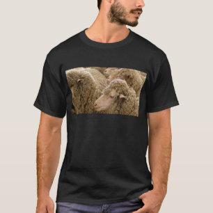 T-shirt Moutons de Merino