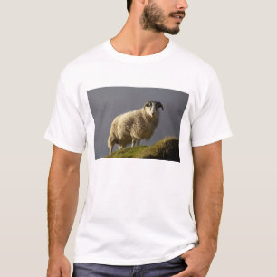 T-shirt Moutons, presqu'île de Trotternish, île de Skye,