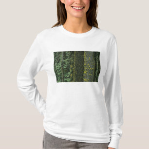 T-shirt Mt. Ashland, Forêt nationale Rogue,