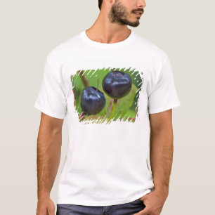T-shirt Mûres huckleberries dans le Flathead National 2