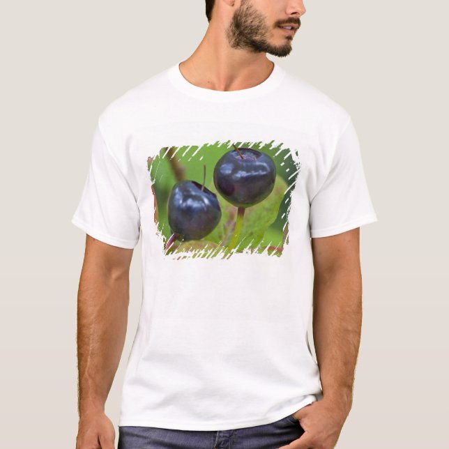 T-shirt Mûres huckleberries dans le Flathead National 2 (Devant)
