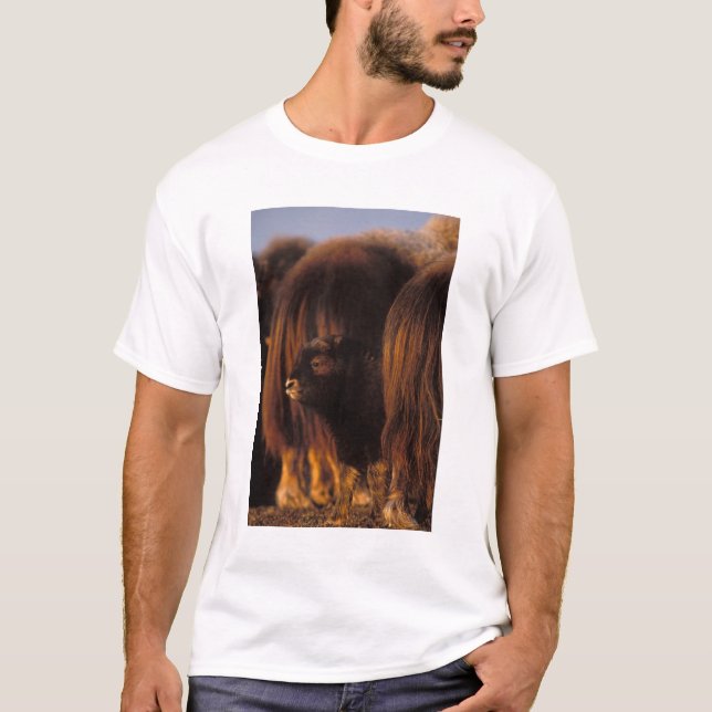 T-shirt muskox, Ovibos moschatus, veau nouveau-né (Devant)