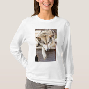 T-shirt N.A., États-Unis, Alaska. Chiens de traîneau husky