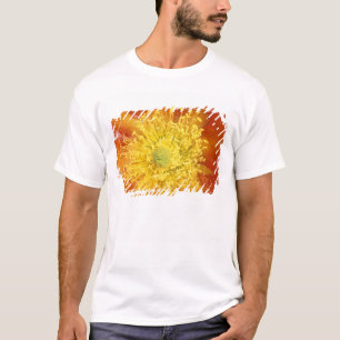 T-shirt N.A., États-Unis, Arizona, Tucson, désert de Sonor