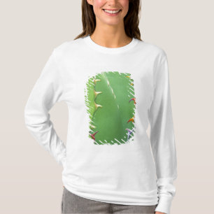 T-shirt N.A., États-Unis, AZ, Phoenix, Desert Botanical 2