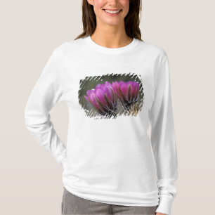 T-shirt NA, États-Unis, Arizona, désert de Sonora. Hérisso