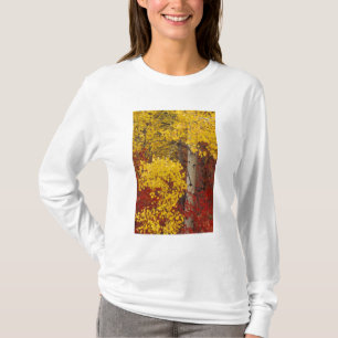 T-shirt NA, États-Unis, Washington, Wenatchee National For