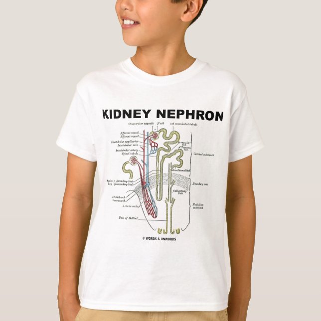 T-shirt Néphron de rein (Devant)