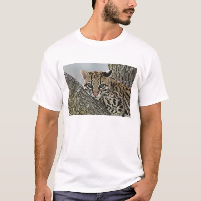 T-shirt Ocelot, Felis pardalis, captif, femelle au repos 2 (Devant)