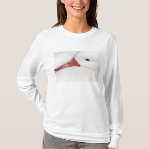 T-shirt Oie des neiges Chen caerulescens