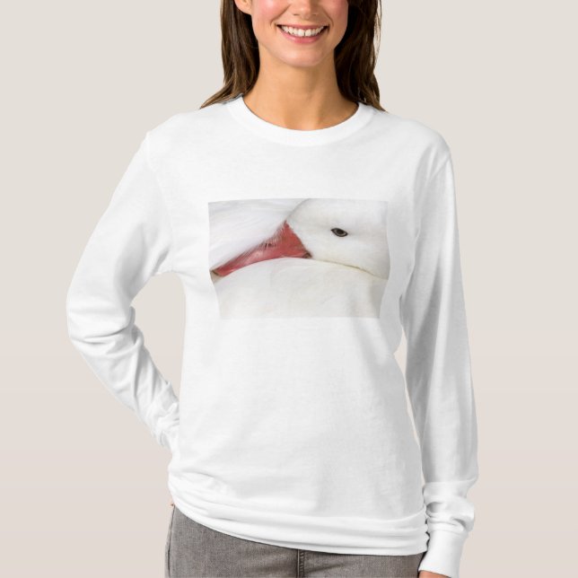 T-shirt Oie des neiges Chen caerulescens (Devant)